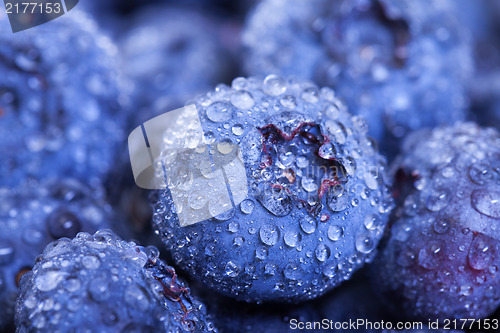 Image of Wet Fresh Blueberries Berries