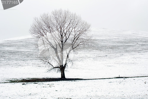 Image of lonely tree on snow covered field