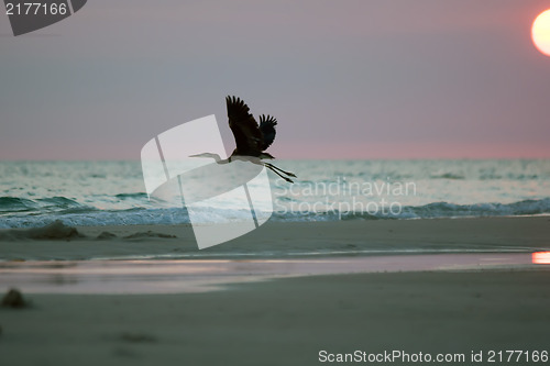 Image of Silhouette of Blue Heron at the Beach at sunset