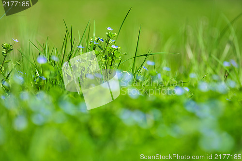 Image of forget-me-not blue flowers into green grass with water drops on 