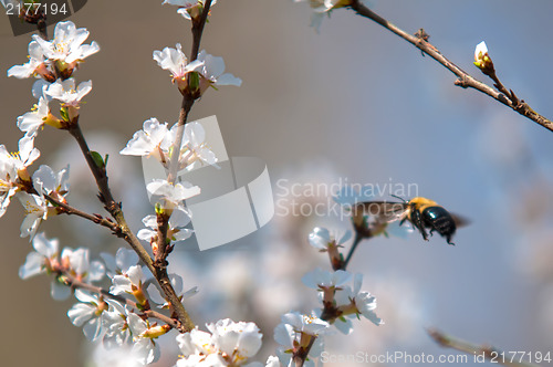 Image of cherry tree blooming