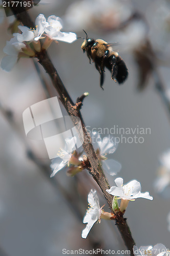 Image of cherry tree blooming