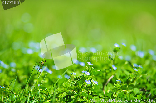 Image of forget-me-not blue flowers into green grass with water drops on 