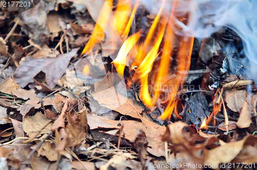 Image of leaves burning hazard