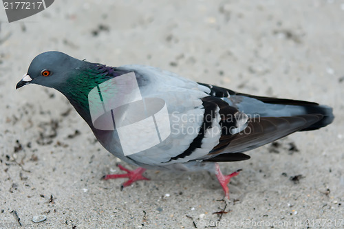 Image of pigeon on a beach sand