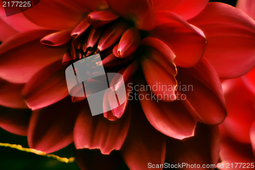 Image of Colorful dahlia flower red