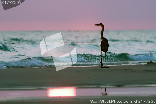 Image of Silhouette of Blue Heron at the Beach at sunset