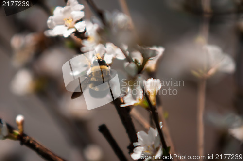 Image of cherry tree blooming