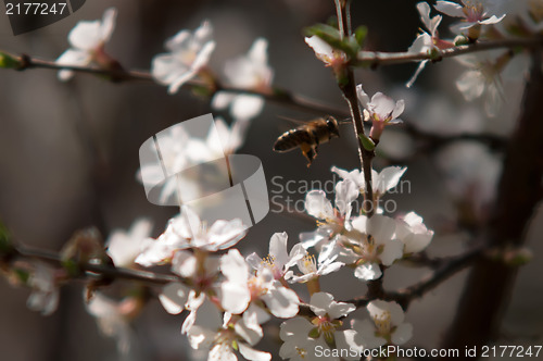 Image of cherry tree blooming