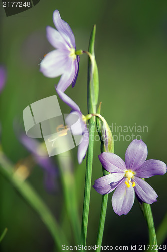 Image of first spring flower - scilla siberica