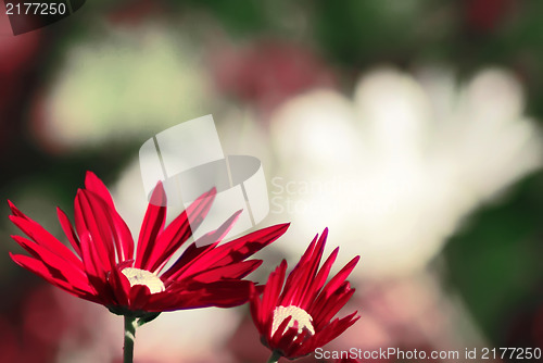 Image of Colorful dahlia flower red