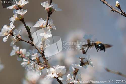 Image of cherry tree blooming