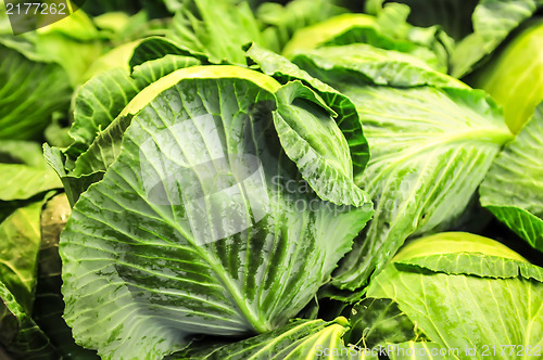 Image of close-up of fresh cabbage in the vegetable garden