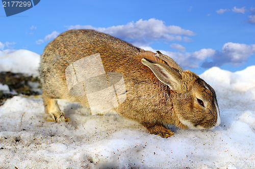 Image of cute rabbit in the melting spring snow