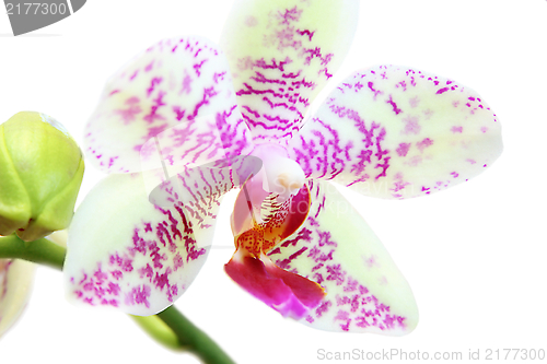 Image of cymbidium flower