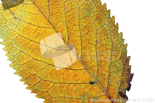 Image of detail of a cherry leaf