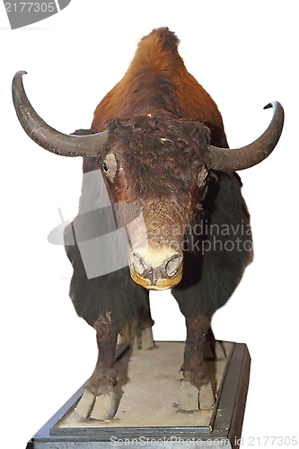 Image of taxidermy mount of a big bull