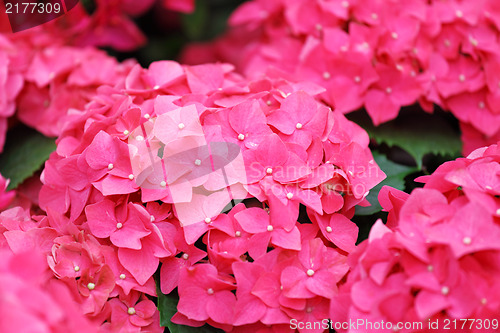 Image of Pink Hydrangea flower