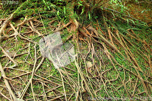 Image of tree roots