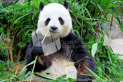 Image of panda eating bamboo