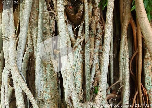 Image of tree roots