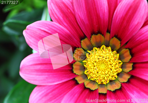 Image of pink flower