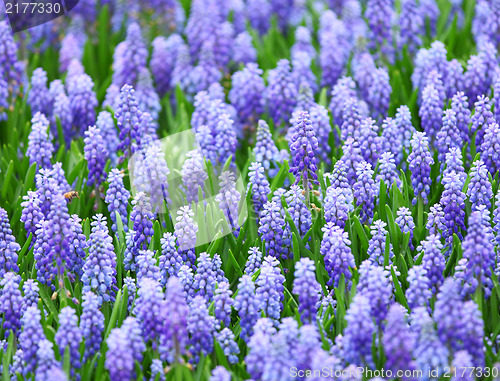 Image of flower, muscari botryoides