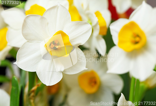 Image of narcissus flower