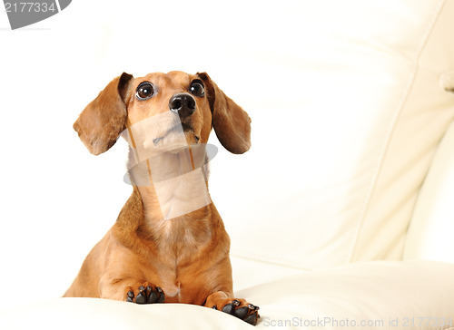 Image of dachshund dog on sofa