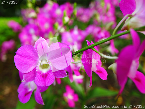 Image of beautiful colorful orchid bloom