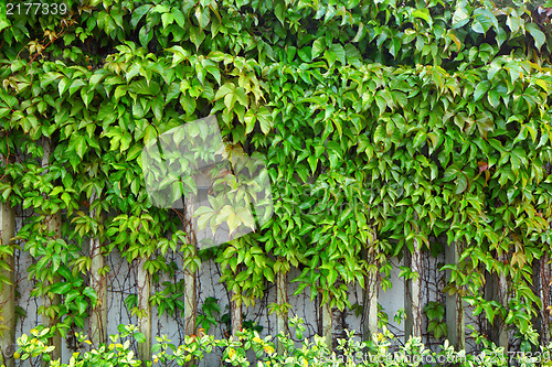 Image of ivy plant on wall