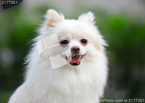 Image of White Pomeranian dog