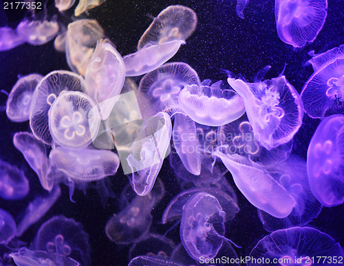 Image of Jellyfish