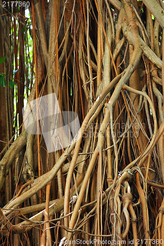 Image of tree roots