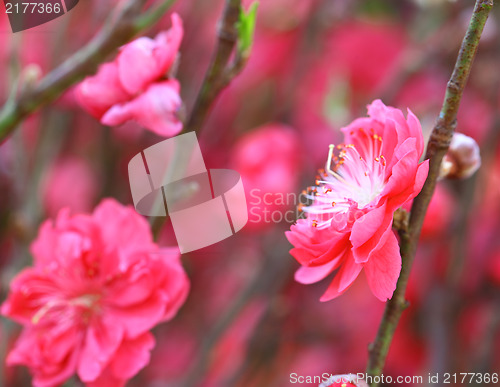 Image of peach blossom flower