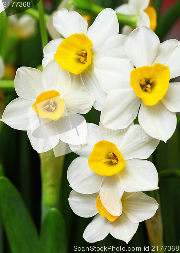 Image of narcissus flower