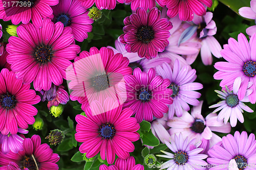Image of flower field 