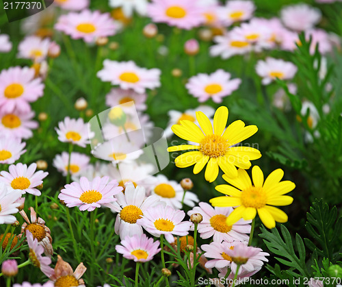 Image of flower field 