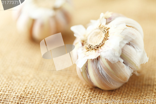 Image of garlic