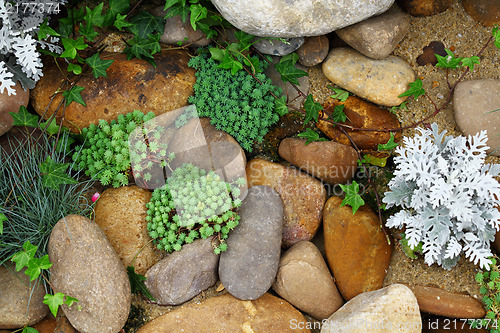 Image of green palnt with rock