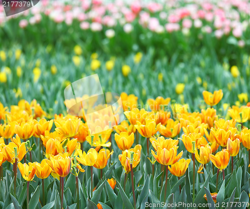 Image of tulip in flower field