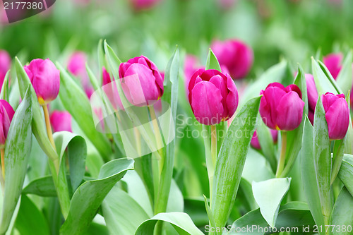 Image of purple tulips flower