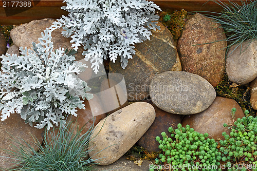 Image of Plant on rock stone 