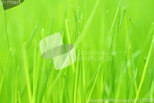 Image of fresh grass