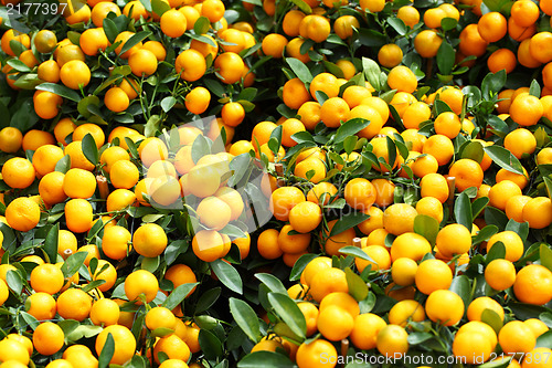 Image of Mandarin for Chinese New Year