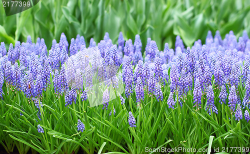 Image of flower, muscari botryoides