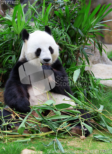 Image of Giant panda eating bamboo