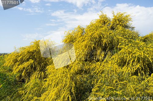 Image of Acacia