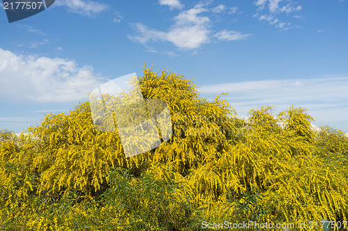 Image of Mimosa