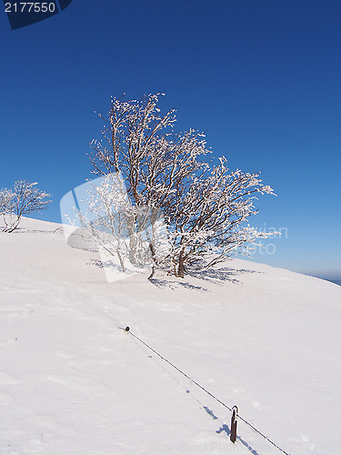 Image of frozen tree and barbed wire fence